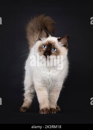 Fluffy young seal point ragdoll cat, standing up facing front. Looking beside camera with light blue eyes. Isolated on a black background. Stock Photo