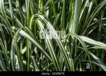 Close up of the variegated, stripey ornamental grass - Miscanthus Sinensis Cabaret. Stock Photo