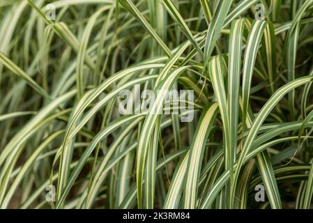 Close up of the variegated, stripey ornamental grass - Miscanthus Sinensis Cabaret. Stock Photo