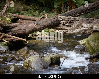 Slow shutter speed smooths the water flowing and cascadinover the rocks, boulders and pebbles. Cool Temperate Forest environment. Stock Photo
