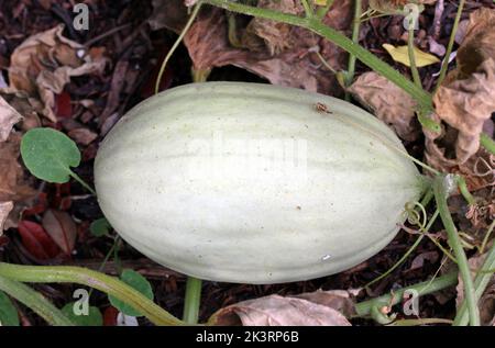 A full frame image of an oval-shaped grey-green Mangomel melon, a new variety, ripening on the ground.  Cottage garden, Southern England, September Stock Photo