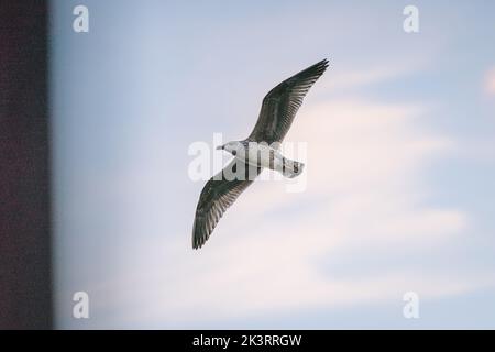 Norwegian seagull Stock Photo