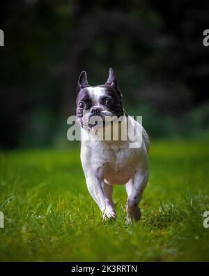 An old french bulldog running wild with pure joy. Stock Photo