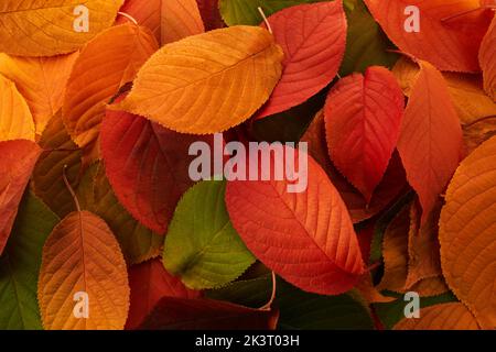 Autumn background. Multicolored leaves lie on the grass. Stock Photo