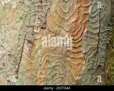 Tree bark pattern for background and texture Stock Photo