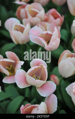 Pink and white Darwin Hybrid tulips (Tulipa) Salmon Van Eijk bloom in a garden in April Stock Photo