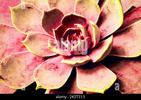 Succulent cactus background. Pink vintage succulent plant patterns wallpaper. Selective focus. noisy image Stock Photo