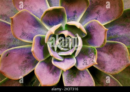 Succulent cactus background. Pink vintage succulent plant patterns wallpaper. Selective focus. noisy image Stock Photo