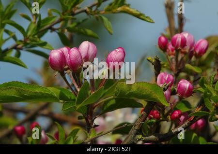 Crab apple flower buds in the spring Stock Photo