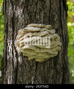 Northern Tooth Fungus growing on maple tree in Algonquin Park, Canada Stock Photo