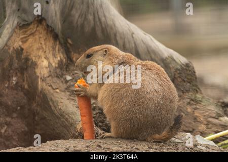 cute prairie dog curious watching Stock Photo