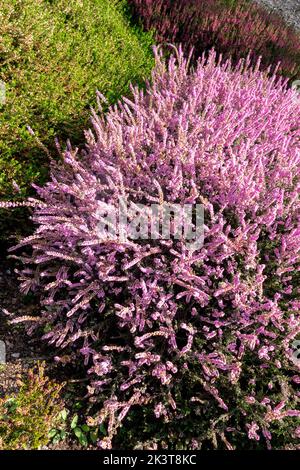 Pink heather flower growing in terracotta color garden pot, outdoors on
