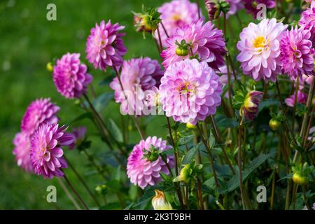 Pink, Dahlias, Flower bed, Border, Flower heads, Dahlia 'Lennys Dream', Dahlia, Flowers, Bed, Flowering Stock Photo