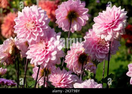 Pink Dahlias Flowers, Dahlia, Flower heads, Border, Flower bed, Dahlia 'Karma Prospero' Stock Photo