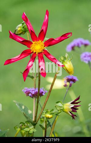 Beautiful Flower Dahlia 'Honka Red' blue Verbena Dahlia flower portrait green background red petals with a yellow center of the flower Dahlia portrait Stock Photo