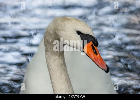 Close up portrait of a white mute swan with an orange beak and wet drops on the feathers. Blue rippled water in the background. Stock Photo