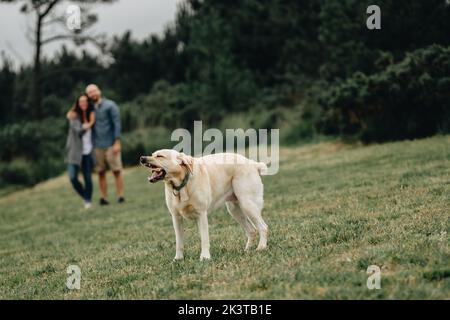 Side view of dog holding stick and playing with couple of man and woman Stock Photo