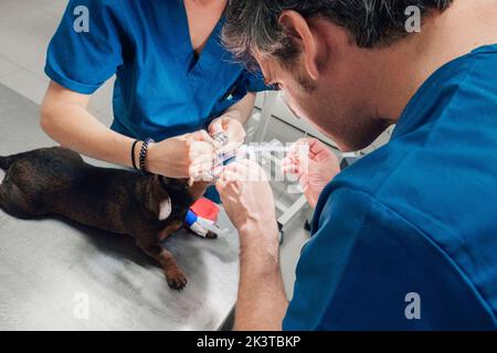 Crop from above of mature vet doctor in blue uniform and anonymous female assistant checking up dogs teeth with cuff tube in vet hospital Stock Photo