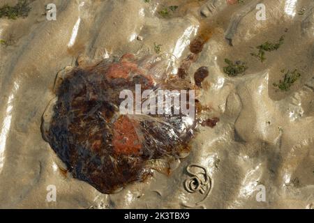 The reddish-brown umbrella of a Lion's mane Jellyfish was stranded on the beach by the receding tide. Armed with more than 65 stinging tentacles Stock Photo