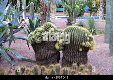 interesting twin cactuses from the Majorelle Garden - Marrakech Stock Photo