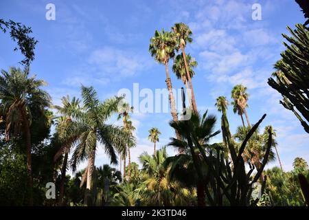 vivid tropical green from the Majorelle Garden - Marrakech Stock Photo