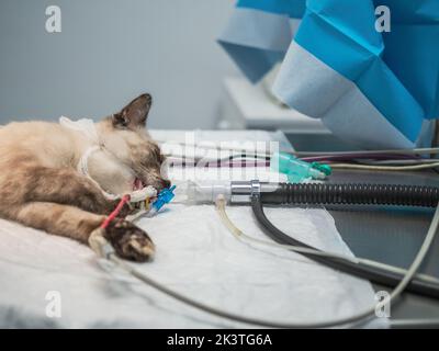 Unconscious cat with breathing tube lying on operating table during surgery in veterinary clinic Stock Photo