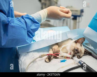 Crop man in medical uniform adjusting latex glove while standing near operating table with unconscious cat during surgery in vet clinic Stock Photo