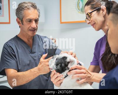 Mature veterinarian using professional tool to examine eyes of French bulldog with help of nurses in modern vet clinic Stock Photo