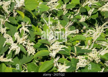 Hardy, Flowers, Flowering, Fallopia, Japanese Knotweed, Asian Knotweed, Reynoutria, Blooming, Fallopia japonica, Knotweed Stock Photo