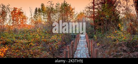 Wooden walkway in the autumn forest in the morning. Hiking trail in National Park, Belgium. Stock Photo