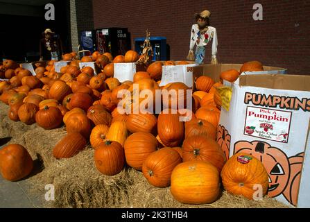 Carrollton Texas Usa Pumpkins being sold for Halloween Outside Supermarket Stock Photo