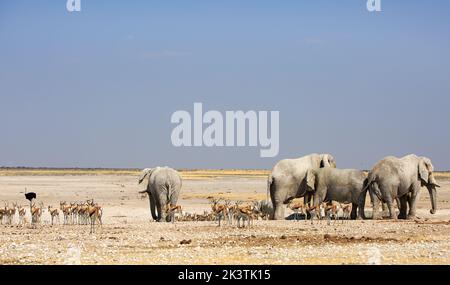 Panoramic view of an African Waterhole, with four adult bull elephants, a large herd of Sprinbok and a black male Ostrich - Etosha National Park, Nami