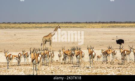Lovely waterhole scene with a giraffe and lots of springbok in the foreground with a lone male Ostrich, against an empty dry plains backdrop. Etosha N