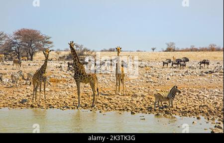 Waterhole with Giraffes, zebras, wildebeest, springbok and Kudu -  an amazing sight to see.  Etosha National Park, Namibia -  Heat Haze is visible Stock Photo