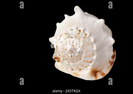 Beautiful sea shell isolated on black background Stock Photo