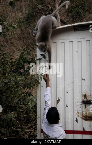 A vertical shot of a male feeding a monkey climbing on the metal building Stock Photo
