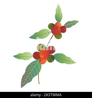 Hand drawn set of colorful coffee tree branches and beans. Vector illustration in vintage style Stock Photo