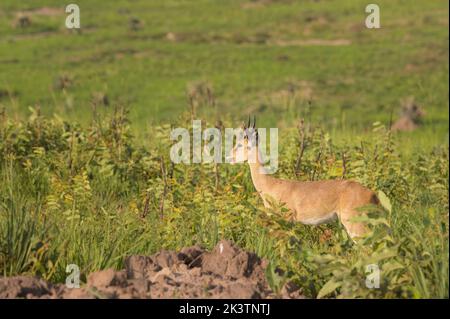 Portrait of an Oribi (Ourebia ourebi) in Murchinson Falls National Park (Uganda), sunny morning in May Stock Photo