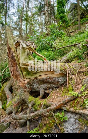 Windstorm damage, broken down tree after a storm, near Lilienstein mountain, Saxon Switzerland National Park, Saxony, Germany, Europe. Stock Photo