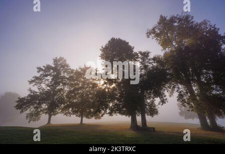 Mystic fog in the park, autumn landscape with fog and light rays Stock Photo