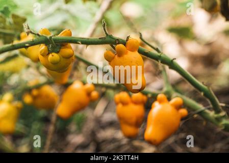 Soft focus of orange nipplefruit growing on branches of bush on summer day in garden Stock Photo