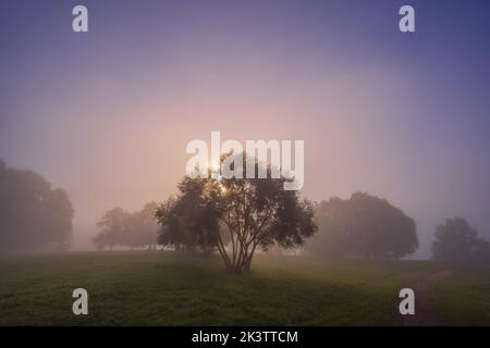 Mystic fog in the park, autumn landscape with fog and light rays Stock Photo