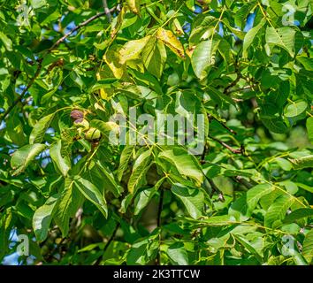 Close up of English Walnuts in a tree (Juglans regia) Stock Photo