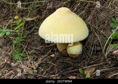 Volvariella bombycina, commonly known as the silky sheath, silky rosegill, silver-silk straw mushroom, or tree mushroom Stock Photo