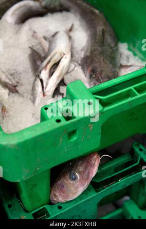 Hake in Newlyn harbour in Cornwall, UK Stock Photo