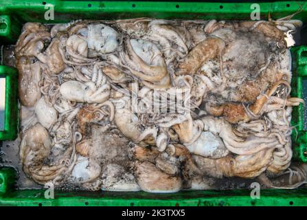 Cuttle fish in Newlyn harbour in Cornwall, UK Stock Photo