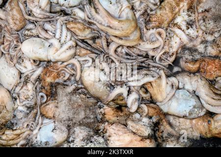 Cuttle fish in Newlyn harbour in Cornwall, UK Stock Photo