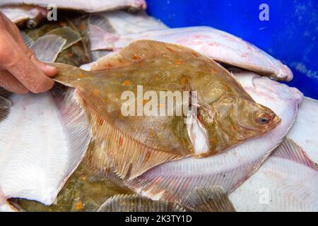 Plaice in Newlyn harbour in Cornwall, UK Stock Photo