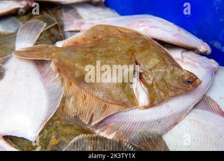 Plaice in Newlyn harbour in Cornwall, UK Stock Photo