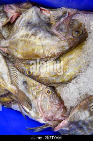 John Dory in Newlyn harbour in Cornwall, UK Stock Photo